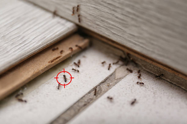 Reliable Muskegon Heights, MI Pest Control Solutions