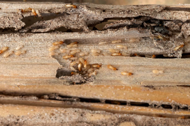 Best Best Pest Control Companies  in Muskegon Heights, MI